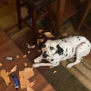 Meet your Posher, Kevin